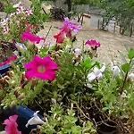 Apartment Alexandros Drepano (Argolis)