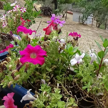 Διαμέρισμα Alexandros Δρέπανο